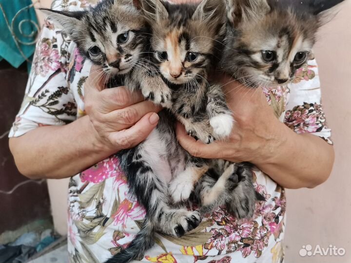 Котята в добрые руки бесплатно