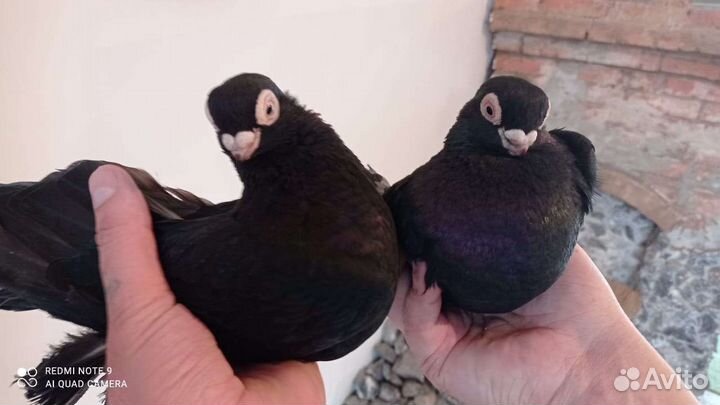 Свадебные голуби