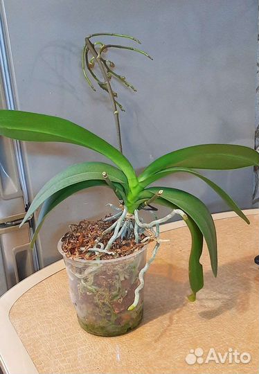 Орхидея фаленопсис