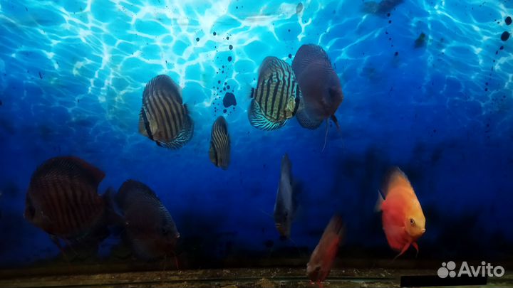 Аквариумные рыбки