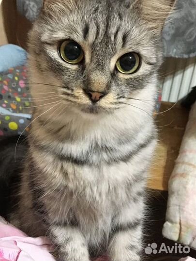 Кошка (кошечка в добрые руки)