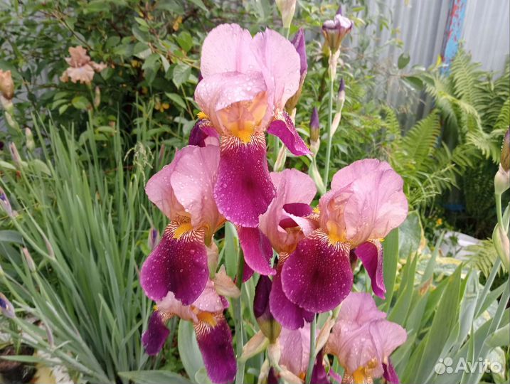 Ирисы бородатые