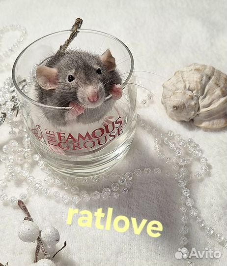 Крысята дамбо от ratlove девочки