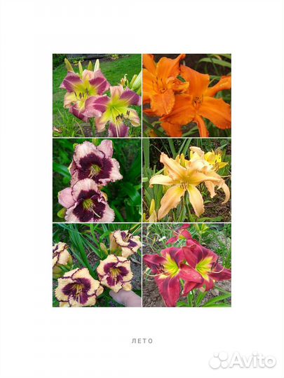 Лилейники сортовые спайдеры и не только почтой