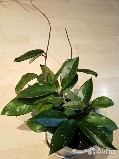 Хойя Карноза