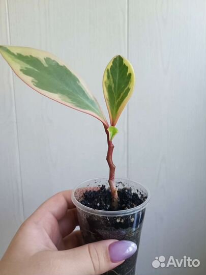 Алоэ, эчеверия и др