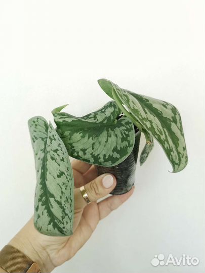 Сциндапсус пиктус Треби