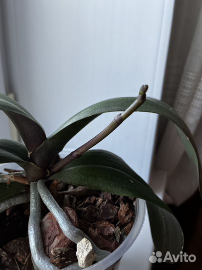 Орхидея Манхеттен с цветоносом