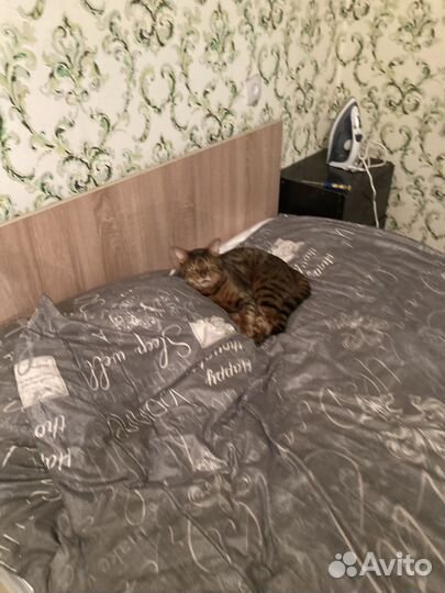 Бенгальский кот в добрые руки