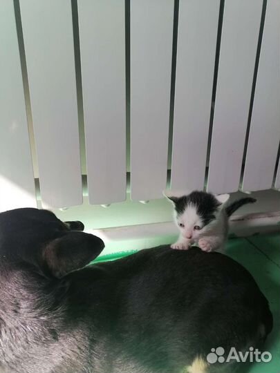 Кошки в добрые руки бесплатно