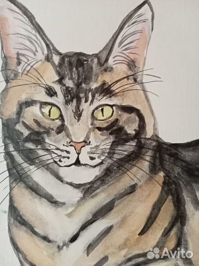 Полосатый кот,акварель