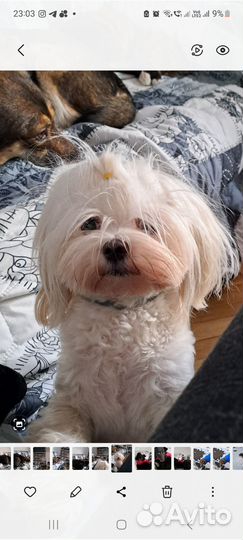 Передержка собак