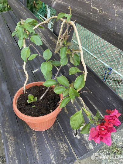 Бугенвиллия