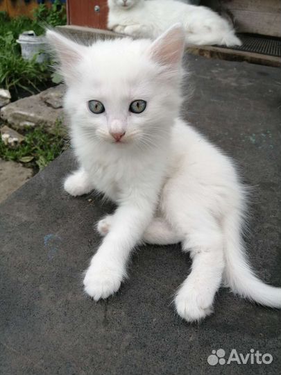 Отдам в дар котят