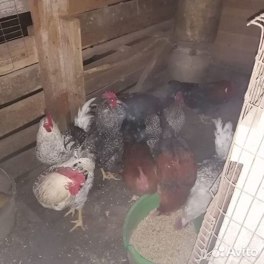 Петухи домашние