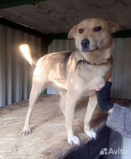 Собака в добрые руки