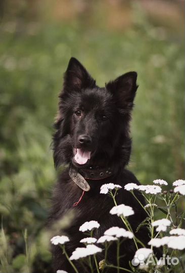 Шикарный подросток ищет семью