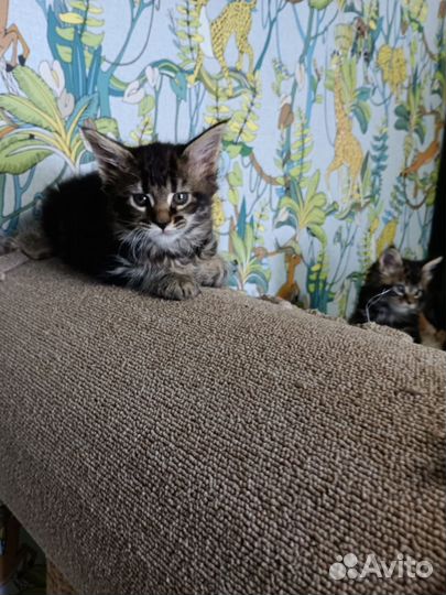 Котята мейн-куна