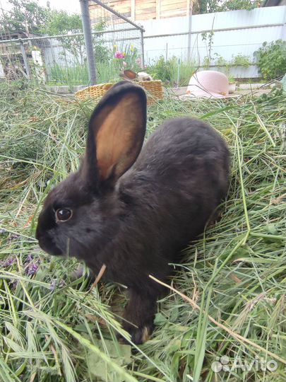 Продам крольчат