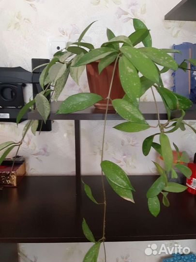 Цветы.Семена.Рассады