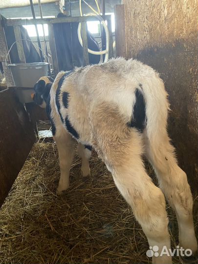 Продам телочку,телку,быков на племя