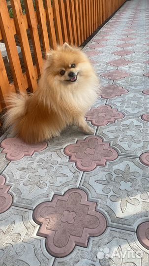 Вязка собак шпиц