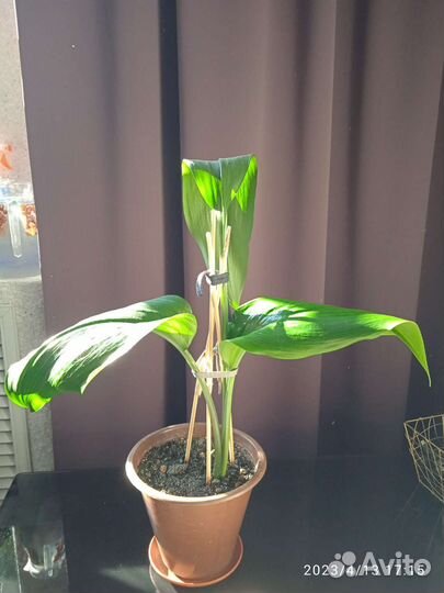 Цветы комнатные. Спатифиллум, адениум, драцена