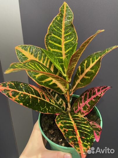 Кодиеум кротон петра