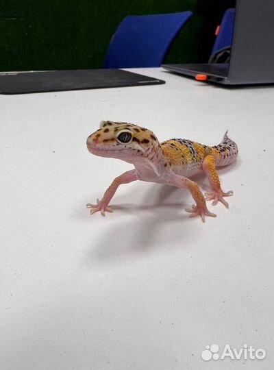 Эублефар + террариум с оформлением