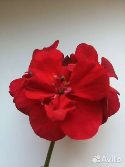 Пеларгония зональная герань