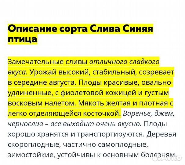 Слива Синяя птица большие саженцы