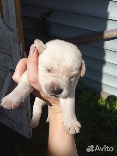 Щенки лабрадора