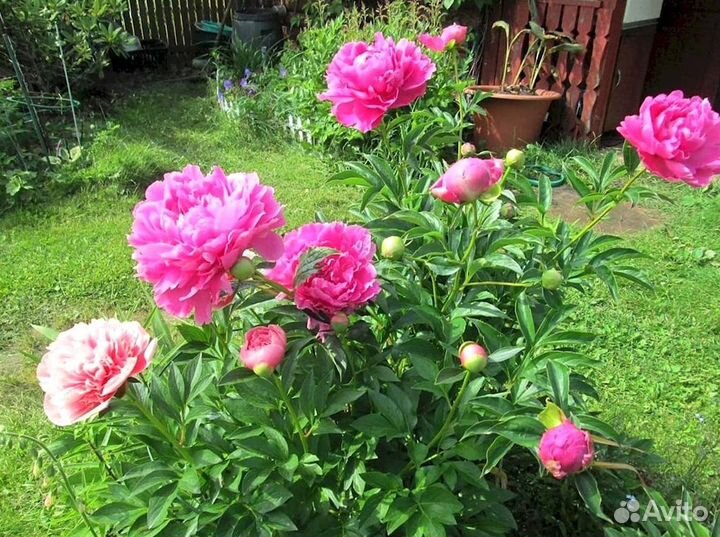 Пионы корневища Сара Бернар