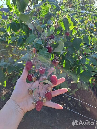 Саженцы малины