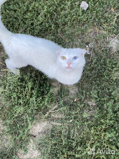 Кошки в добрые руки