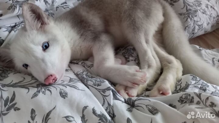 Щенок песца 3 месяца