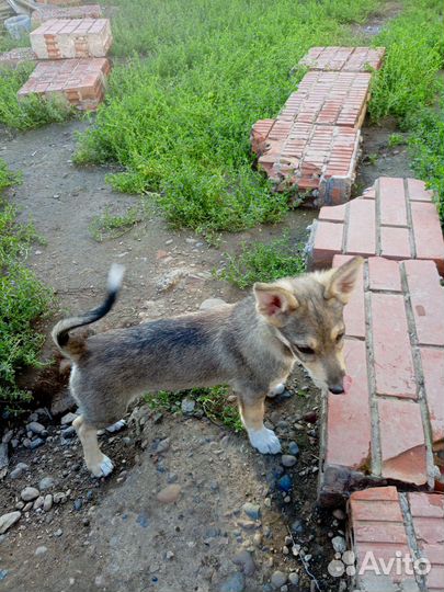 Щенки заботливому хозяину и в любящие руки