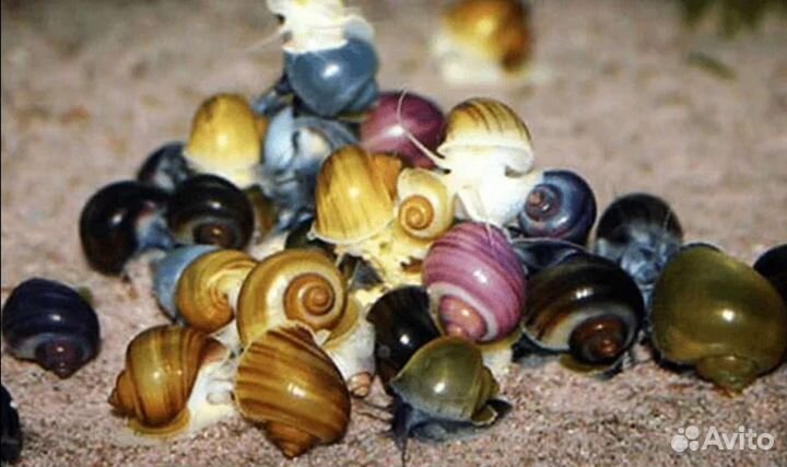 Цветные ампулярии