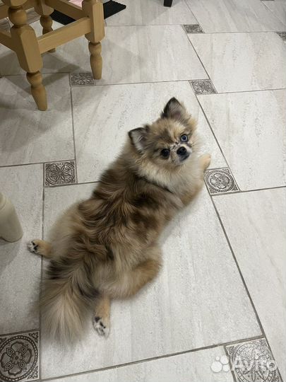 Померанский шпиц девочка