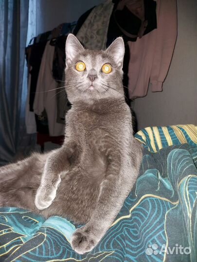 Кот