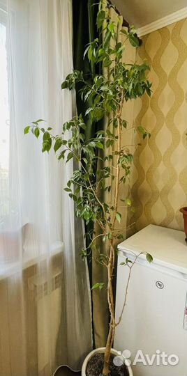 Фикус бенджамина большой