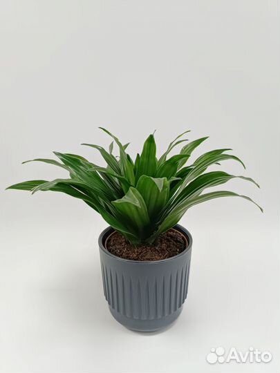 Драцена Компакта