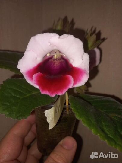 Глоксиния-тидея 