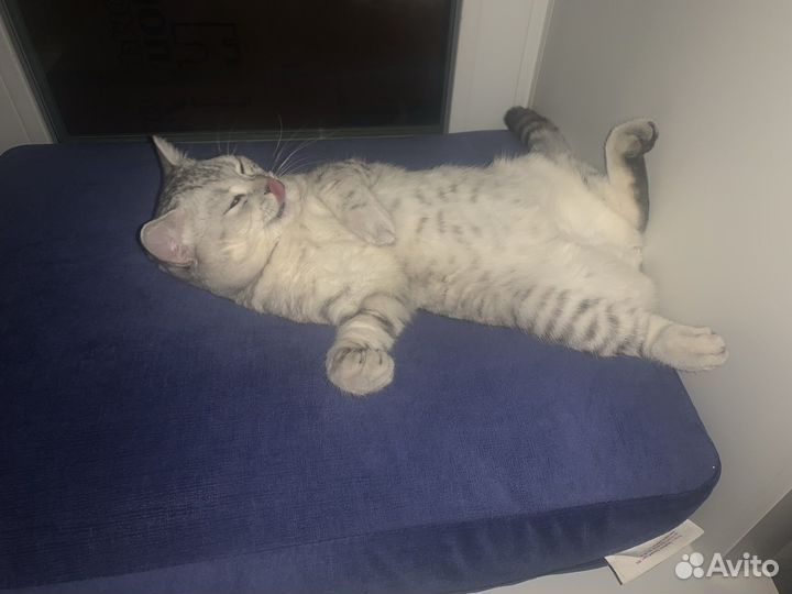 Британская