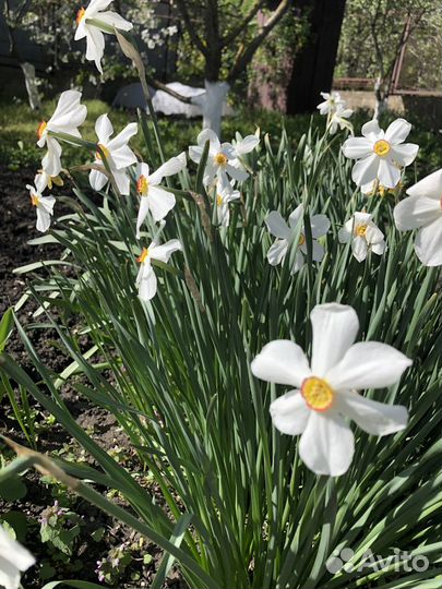 Луковицы нарциссов, гиацинтов