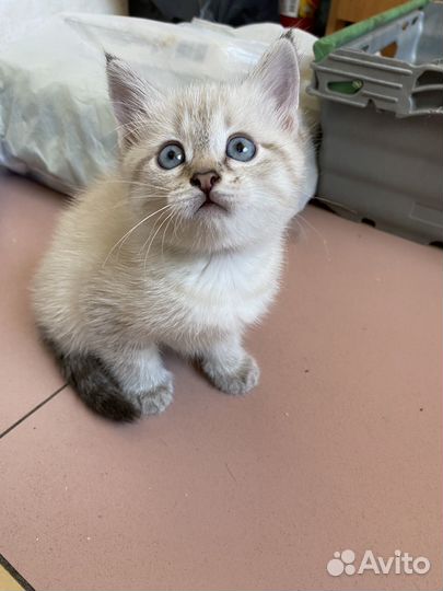 Котята Девочки