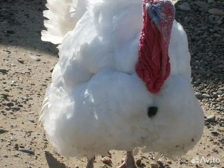 Мясо домашней индейки