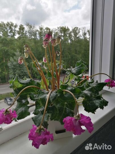 Цикламен махровый