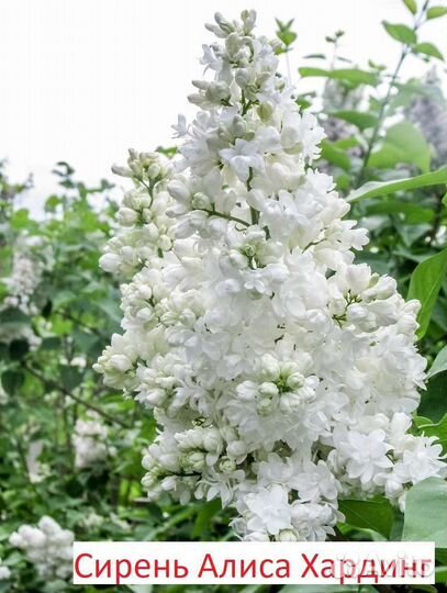 Саженцы сирени