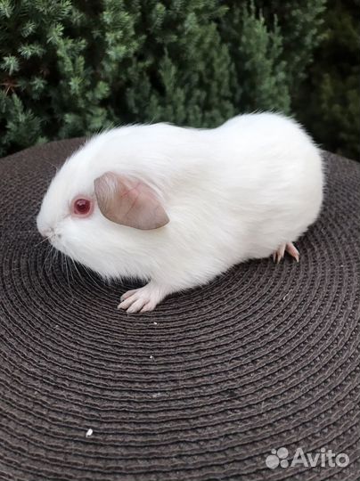 Морские свинки мальчики